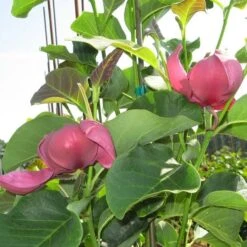 Magnolia 'Genie' -Planticaa Sales Store x600 13434