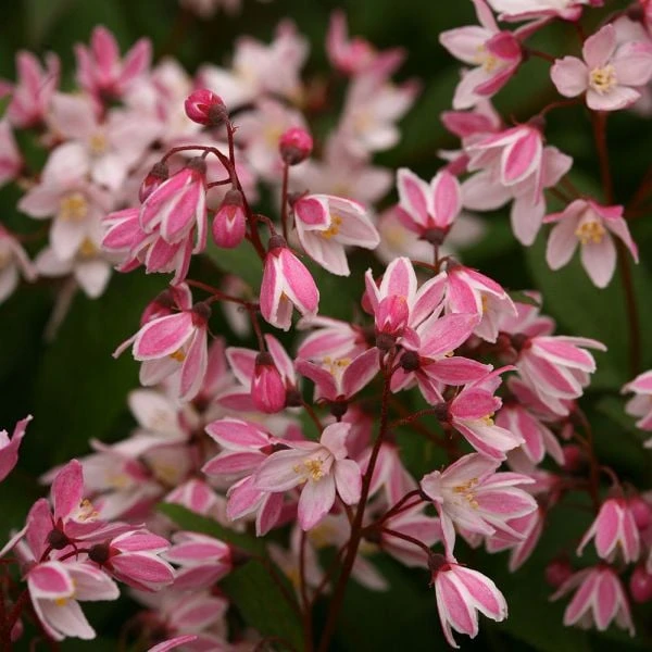 Deutzia Yuki Cherry Blossom® 4 Deutzia Yuki Cherry Blossom® - Image 2