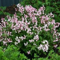Deutzia Yuki Cherry Blossom® 8 Deutzia Yuki Cherry Blossom® -Planticaa Sales Store x600 13482