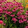 Echinacea Butterfly™ 'Purple Emperor' -Planticaa Sales Store x600 13484