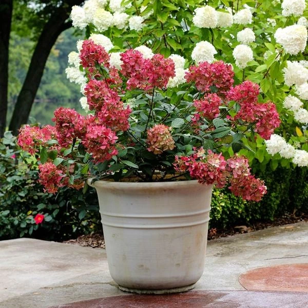 Hydrangea Paniculata Fire Light® 6 Hydrangea Paniculata Fire Light® - Image 4