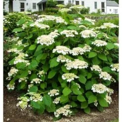Hydrangea Arborescens 'Haas' Halo' -Planticaa Sales Store x600 13539