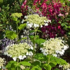 Hydrangea Arborescens 'Haas' Halo' -Planticaa Sales Store x600 13540