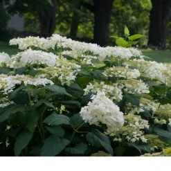 Hydrangea Arborescens 'Haas' Halo' -Planticaa Sales Store x600 13541