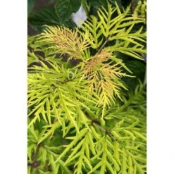 Sambucus Racemosa Lemony Lace® -Planticaa Sales Store x600 13579