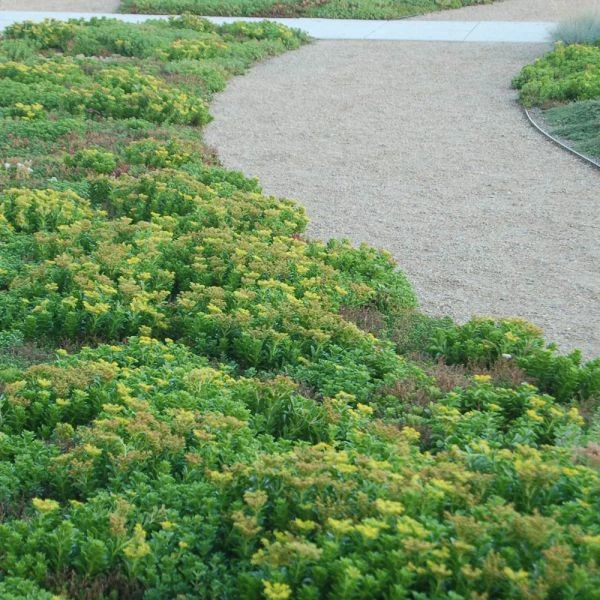 Sedum Tile® Color Splash 4 Sedum Tile® Color Splash - Image 2