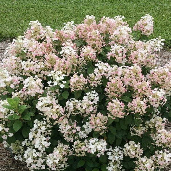 Hydrangea Paniculata Little Quick Fire® 5 Hydrangea Paniculata Little Quick Fire® - Image 3