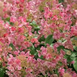 Hydrangea Paniculata Little Quick Fire® 13 Hydrangea Paniculata Little Quick Fire® -Planticaa Sales Store x600 13607