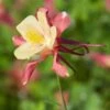 Aquilegia 'Swan Pink And Yellow' -Planticaa Sales Store x600 13680