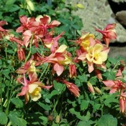 Aquilegia 'Swan Pink And Yellow' -Planticaa Sales Store x600 13682