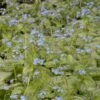 Brunnera Macrophylla 'Jack Frost' 2 Brunnera Macrophylla 'Jack Frost' -Planticaa Sales Store x600 13690