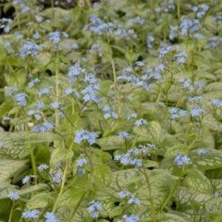Brunnera Macrophylla 'Jack Frost'