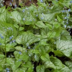 Brunnera Macrophylla 'Jack Frost' -Planticaa Sales Store x600 13692