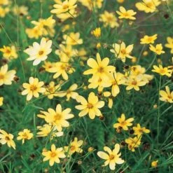 Coreopsis Verticillata 'Moonbeam' -Planticaa Sales Store x600 13709