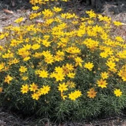 Coreopsis Verticillata 'Zagreb' 8 Coreopsis Verticillata 'Zagreb' -Planticaa Sales Store x600 13711
