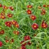 Coreopsis Big Bang™ 'Mercury Rising' -Planticaa Sales Store x600 13713