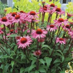 Echinacea Purpurea Prairie Pillars™ 'Merlot' -Planticaa Sales Store x600 13726
