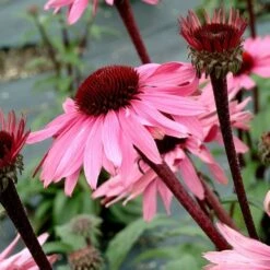Echinacea Purpurea Prairie Pillars™ 'Merlot' -Planticaa Sales Store x600 13727