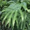 Adiantum Pedatum - Maidenhair Fern 2 Adiantum Pedatum - Maidenhair Fern -Planticaa Sales Store x600 13734