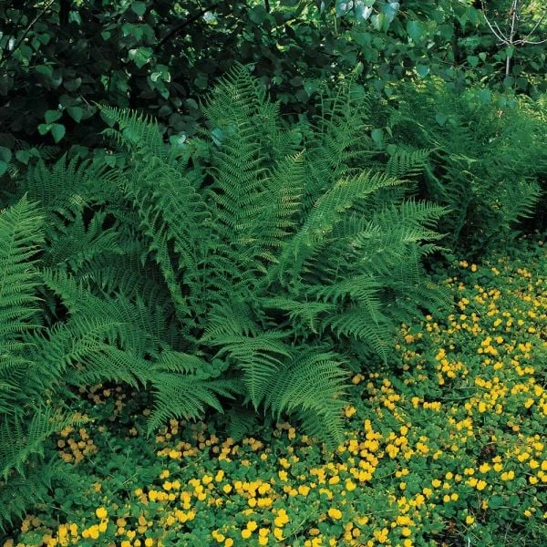 Athyrium Filix-femina - Lady Fern 4 Athyrium Filix-femina - Lady Fern - Image 2