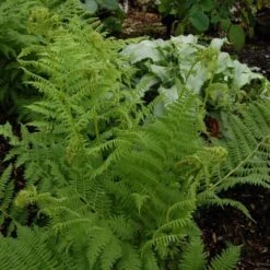 Athyrium Filix-femina - Lady Fern 9 Athyrium Filix-femina - Lady Fern -Planticaa Sales Store x600 13738