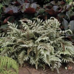 Athyrium Niponicum Var. Pictum - Japanese Painted Fern -Planticaa Sales Store x600 13740