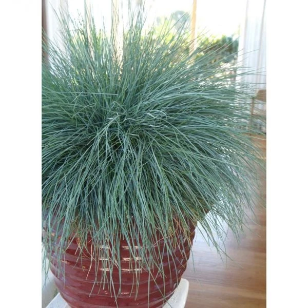 Ornamental Grass: Festuca Glauca Beyond Blue™ 4 Ornamental Grass: Festuca Glauca Beyond Blue™ - Image 2