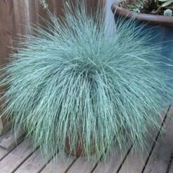 Ornamental Grass: Festuca Glauca Beyond Blue™ 7 Ornamental Grass: Festuca Glauca Beyond Blue™ -Planticaa Sales Store x600 13746