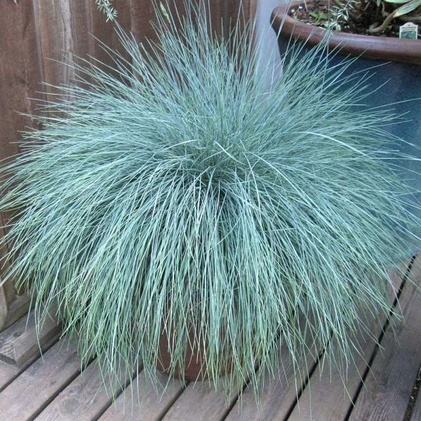 Ornamental Grass: Festuca Glauca Beyond Blue™ 5 Ornamental Grass: Festuca Glauca Beyond Blue™ - Image 3