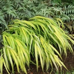 Ornamental Grass: Hakonechloa Macra 'Aureola' 14 Ornamental Grass: Hakonechloa Macra 'Aureola' -Planticaa Sales Store x600 13747