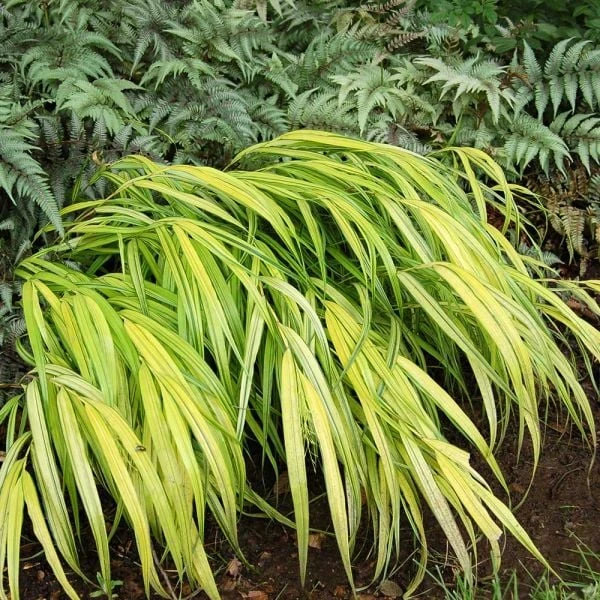 Ornamental Grass: Hakonechloa Macra 'Aureola' 8 Ornamental Grass: Hakonechloa Macra 'Aureola' - Image 6