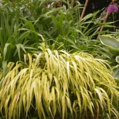 Ornamental Grass: Hakonechloa Macra 'Aureola' 12 Ornamental Grass: Hakonechloa Macra 'Aureola' -Planticaa Sales Store x600 13748 1