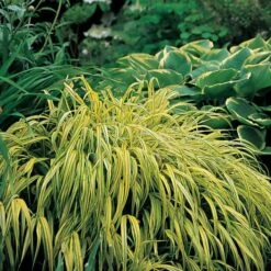 Ornamental Grass: Hakonechloa Macra 'Aureola' 15 Ornamental Grass: Hakonechloa Macra 'Aureola' -Planticaa Sales Store x600 13749