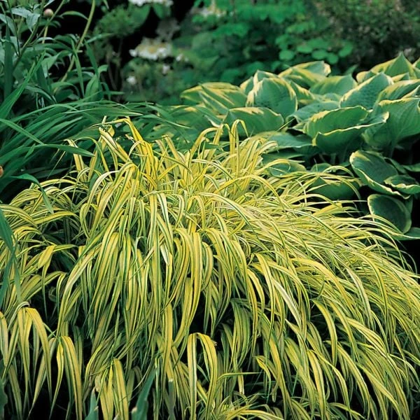 Ornamental Grass: Hakonechloa Macra 'Aureola' 9 Ornamental Grass: Hakonechloa Macra 'Aureola' - Image 7