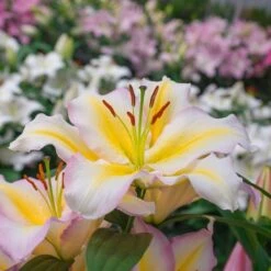 Lilium 'Captain Tricolore' -Planticaa Sales Store x600 13782