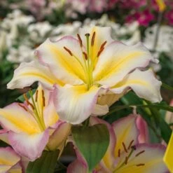 Lilium 'Captain Tricolore' -Planticaa Sales Store x600 13783