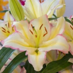 Lilium 'Captain Tricolore' -Planticaa Sales Store x600 13784