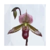 Burgundy Lady's Slipper Orchid In 4½" Ceramic Cachepot -Planticaa Sales Store x600 13842