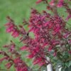 Salvia 'Wendy's Wish' -Planticaa Sales Store x600 13846