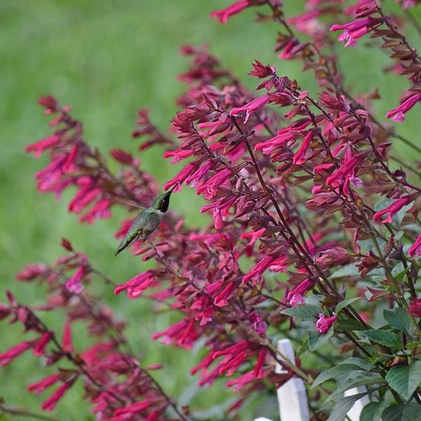 Salvia 'Wendy's Wish' 3 Salvia 'Wendy's Wish'