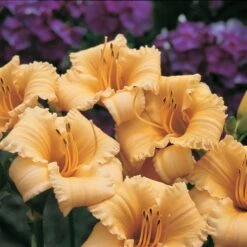 Hemerocallis (Daylily) 'Apricot Sparkles' - Reblooming -Planticaa Sales Store x600 13862