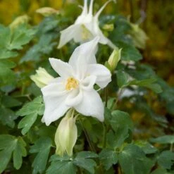 Aquilegia 'Dove' -Planticaa Sales Store x600 13867