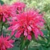Monarda Didyma 'Coral Reef'