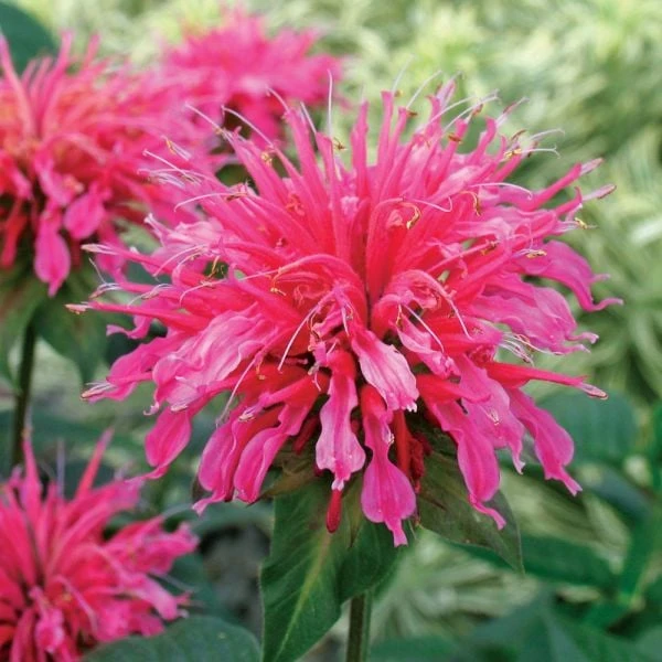 Monarda Didyma 'Coral Reef' 3 Monarda Didyma 'Coral Reef'