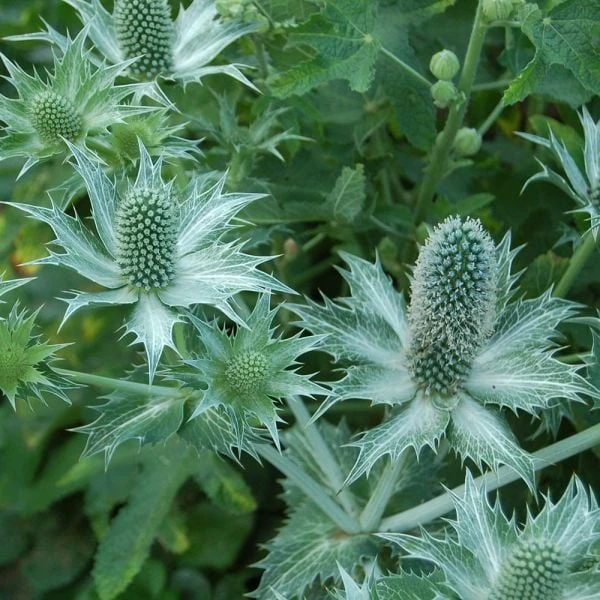 Eryngium Giganteum Miss Willmott's Ghost 4 Eryngium Giganteum Miss Willmott's Ghost - Image 2