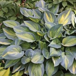 Hosta 'June' -Planticaa Sales Store x600 13907
