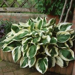 Hosta 'Patriot' -Planticaa Sales Store x600 13935