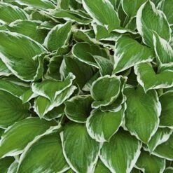 Hosta 'Patriot' -Planticaa Sales Store x600 13936