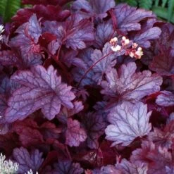 Heuchera 'Shanghai' -Planticaa Sales Store x600 13955