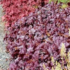 Heuchera 'Shanghai' -Planticaa Sales Store x600 13956